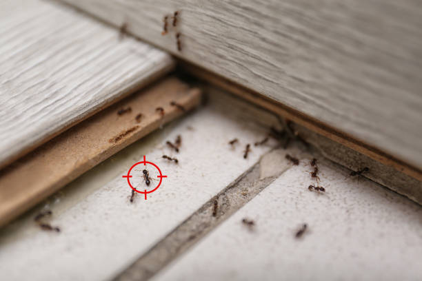 Best Cockroach Control Services  in North Apollo, PA