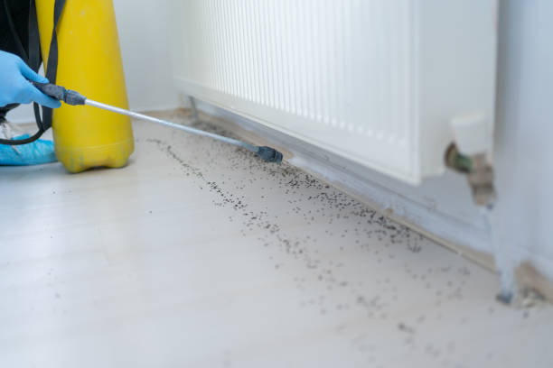 Wasp Removal Services in North Apollo, PA